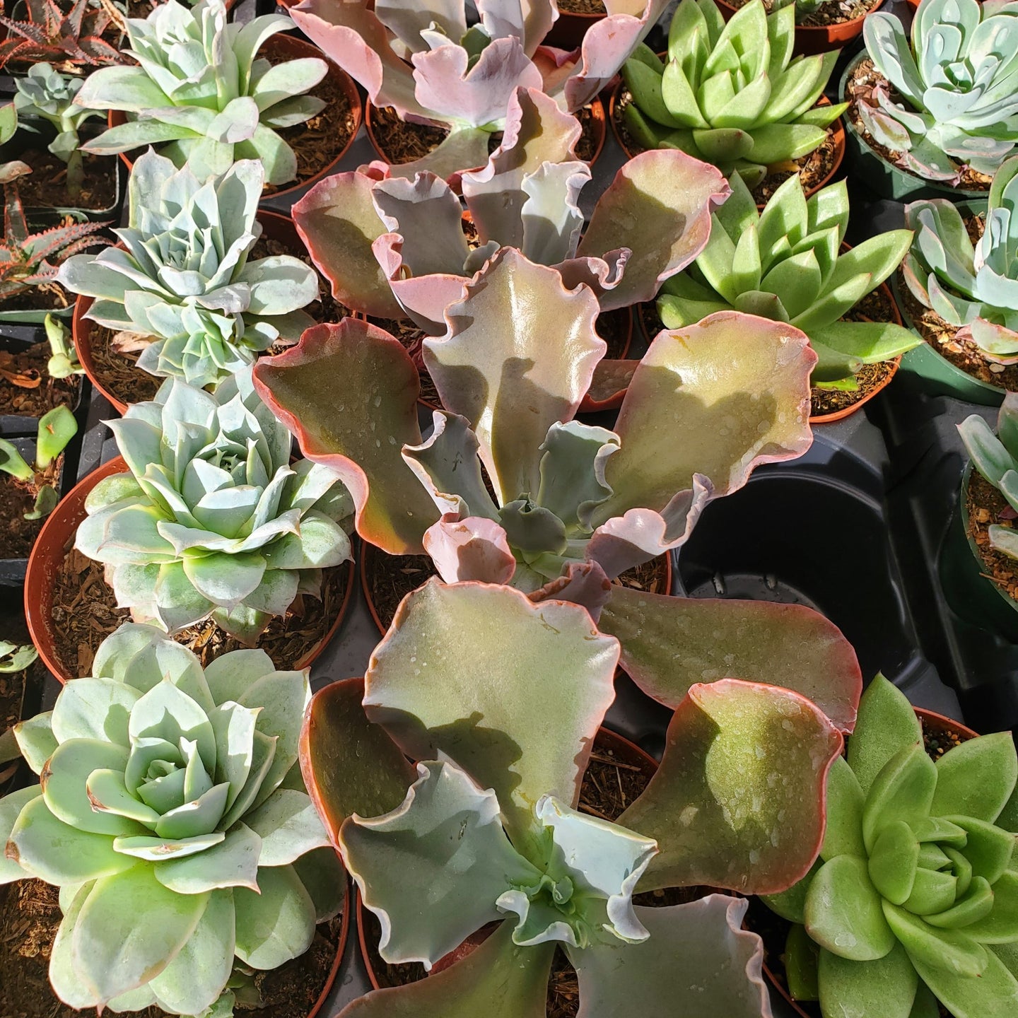 Echeveria Gibbiflora Sp.